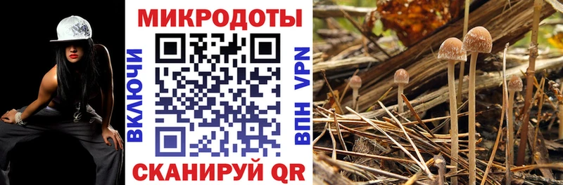 Галлюциногенные грибы Psilocybine cubensis  Купить закладки  Новоульяновск 